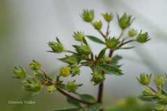 Sibbaldia parviflora
